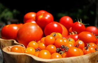 番茄免费小说古代吃瓜系统读心文,吃瓜系统助我读心,解锁宫廷秘闻  第2张 番茄免费小说古代吃瓜系统读心文,吃瓜系统助我读心,解锁宫廷秘闻  第2张